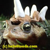 /home//u458753944/public_html/sourcegallery//////Roxborough Toad Detour/2013-2019/2018/2018-04-13/P4130027.JPG